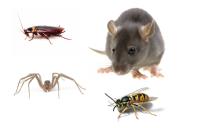 Pest Control Geelong image 5